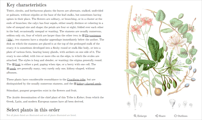 ILLUSTRATIONS of Plants