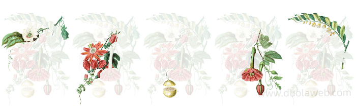ILLUSTRATIONS of Plants