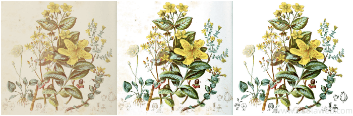 ILLUSTRATIONS of Plants