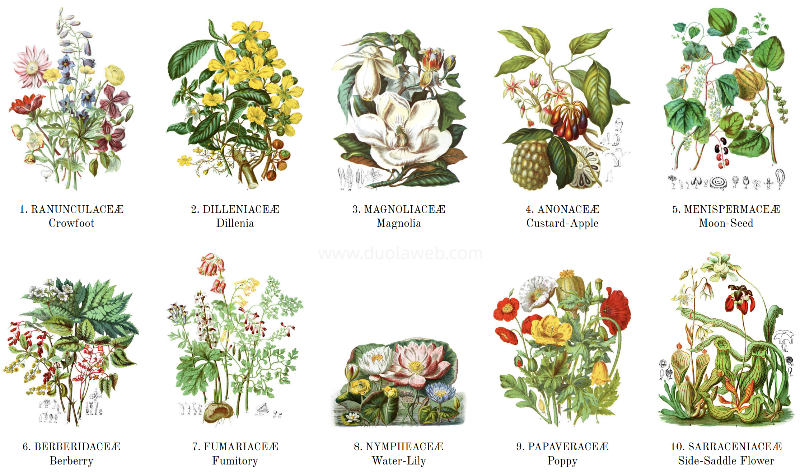 ILLUSTRATIONS of Plants